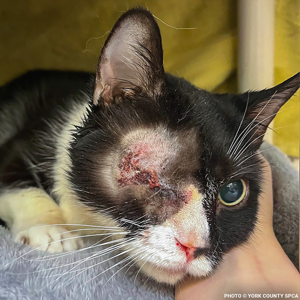 153 Animals Rescued From Hoarding Horrors Are Now Fighting for Their Lives