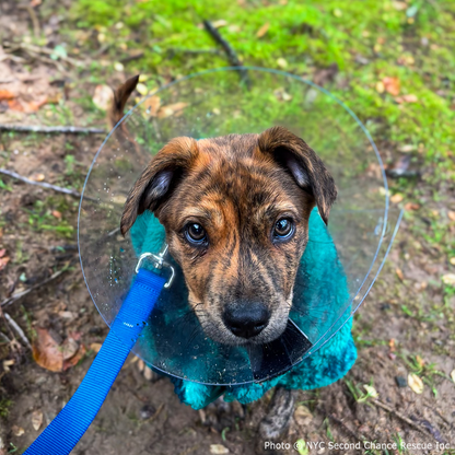 Funded: Help Save Puppy in Critical Condition After Being Struck by Car