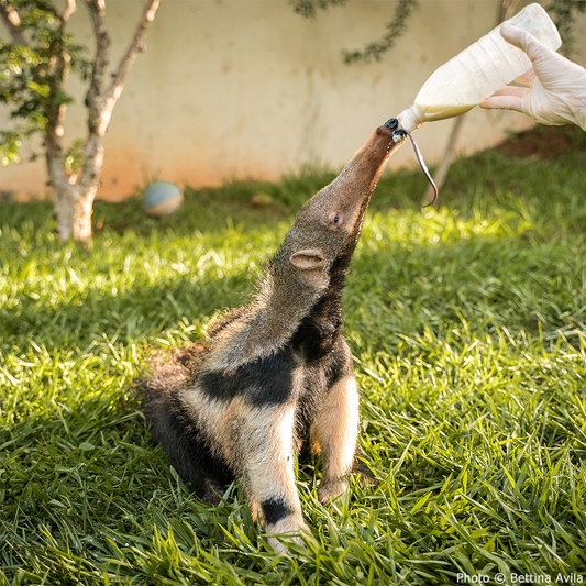 Help Protect the Vulnerable Giant Anteater