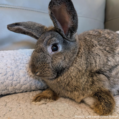 Funded: Help Baby Bunny with Injured Leg Get Care He Needs to Hop Again