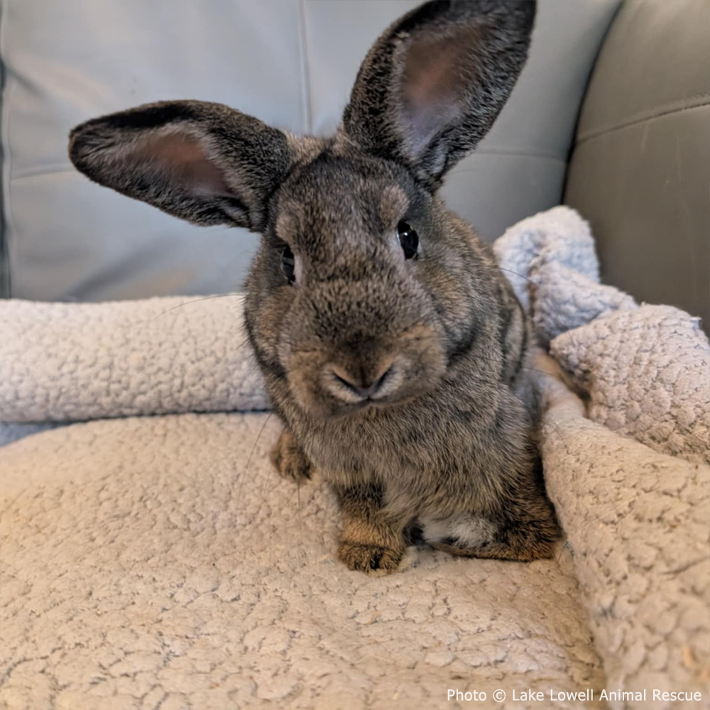 Funded: Help Baby Bunny with Injured Leg Get Care He Needs to Hop Again