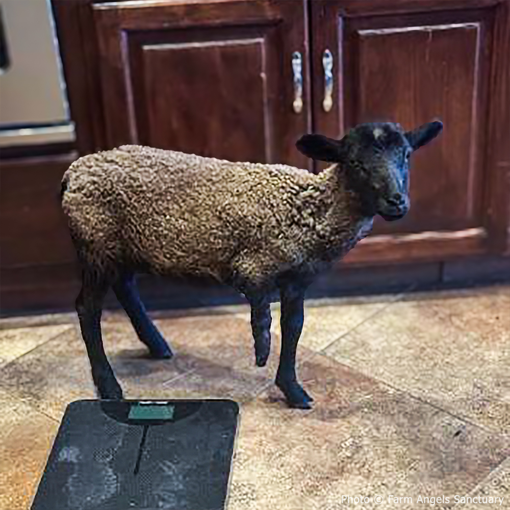 Funded: Lamb With Broken and Necrotic Leg Needs Emergency Surgery
