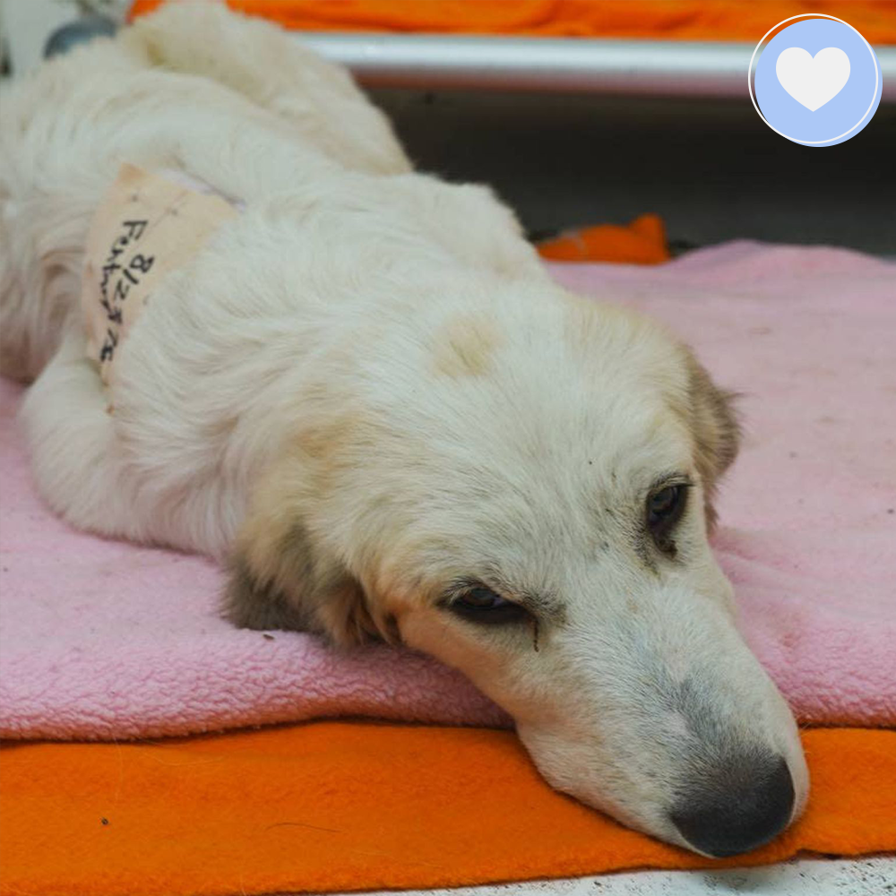 Funded - Help Heal Arthur's Broken Leg