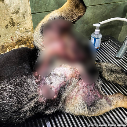 Arti Survived the War - Now Help Her Survive Her Wounds.