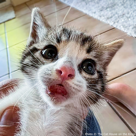 Help Baby Bubba Heal from Severe Lip Injury