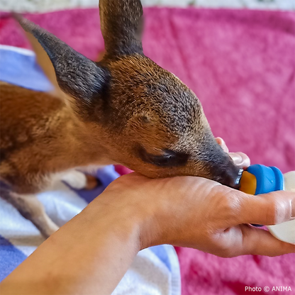 Help Provide Lifesaving Care to Orphaned and Injured Baby Wildlife