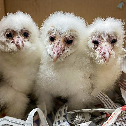 Help Provide Lifesaving Care to Orphaned and Injured Baby Wildlife