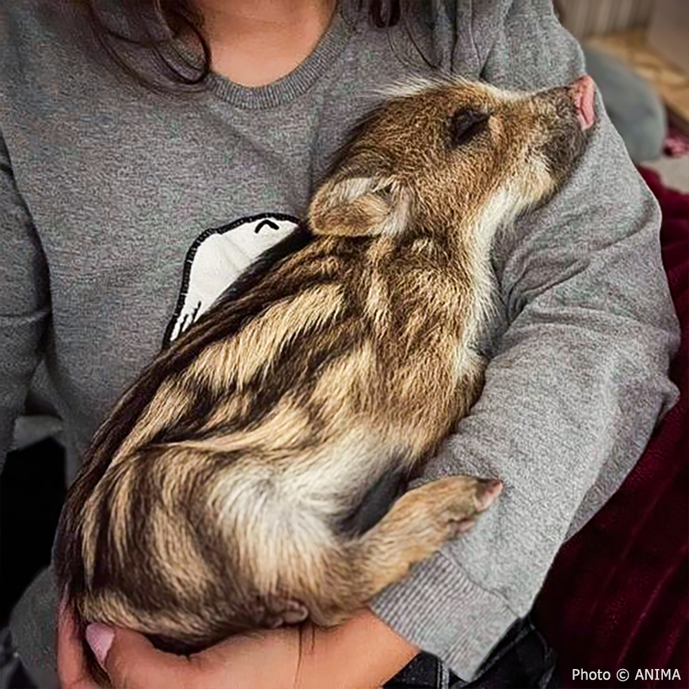 Help Provide Lifesaving Care to Orphaned and Injured Baby Wildlife