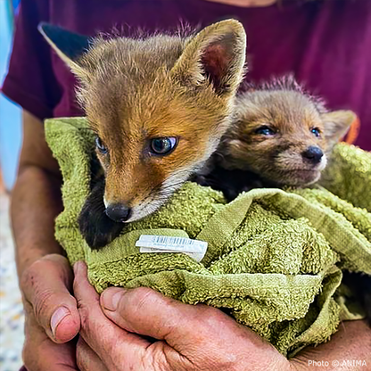 Help Provide Lifesaving Care to Orphaned and Injured Baby Wildlife