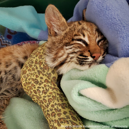 Help Provide Lifesaving Care to Orphaned and Injured Baby Wildlife