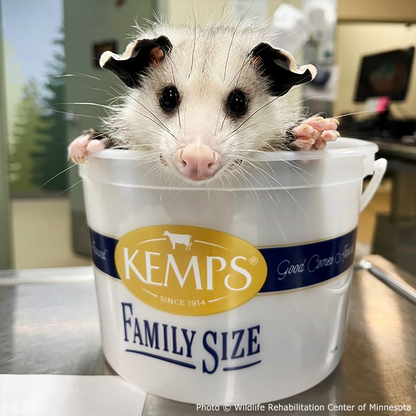 Help Provide Lifesaving Care to Orphaned and Injured Baby Wildlife