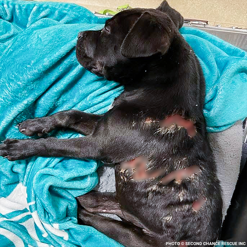 Funded: Severely Burned and Dumped, Bond Needs a Chance to Heal