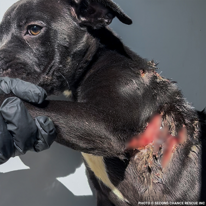 Funded: Severely Burned and Dumped, Bond Needs a Chance to Heal