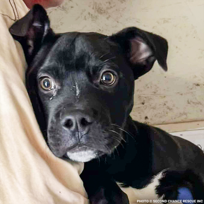 Funded: Severely Burned and Dumped, Bond Needs a Chance to Heal