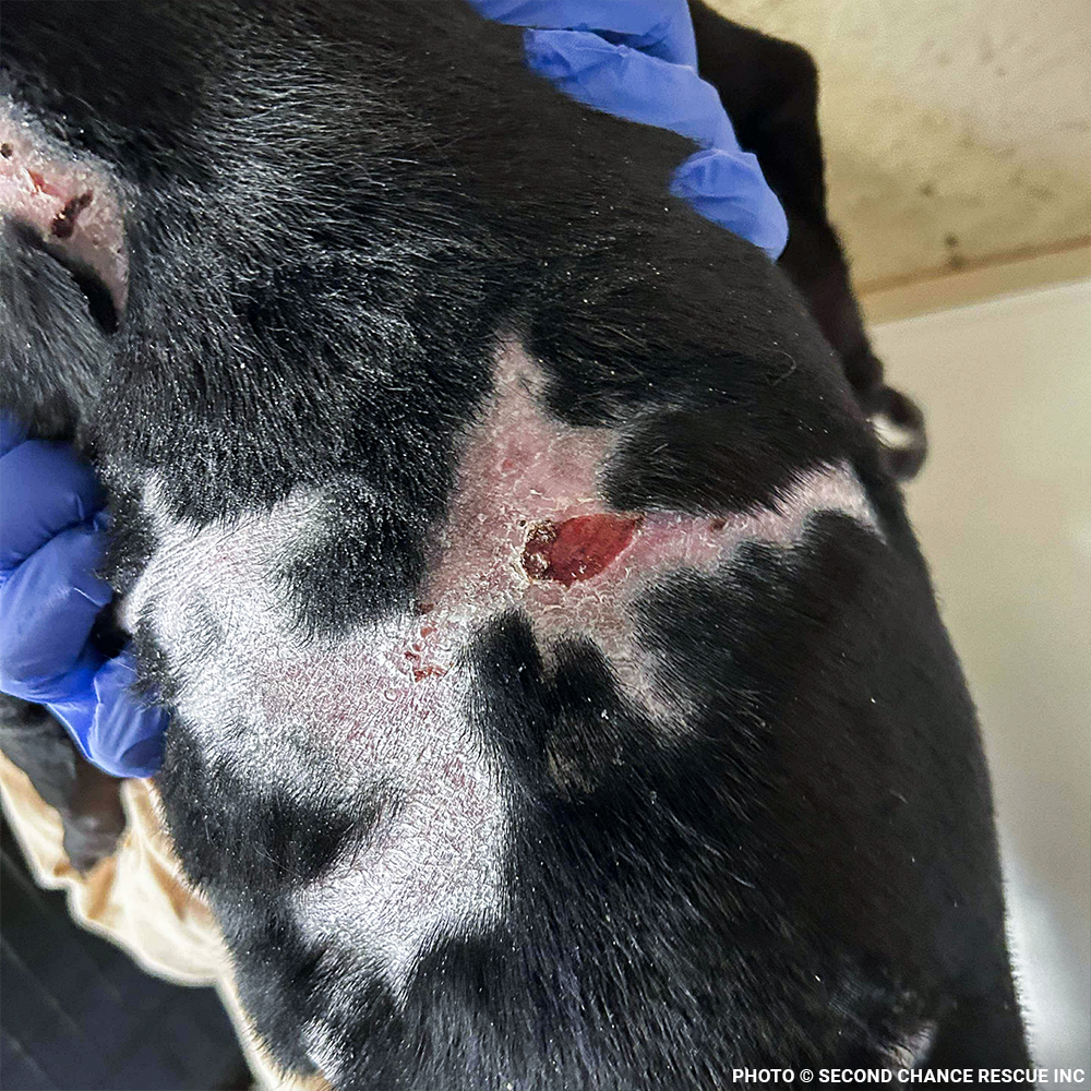 Funded: Severely Burned and Dumped, Bond Needs a Chance to Heal