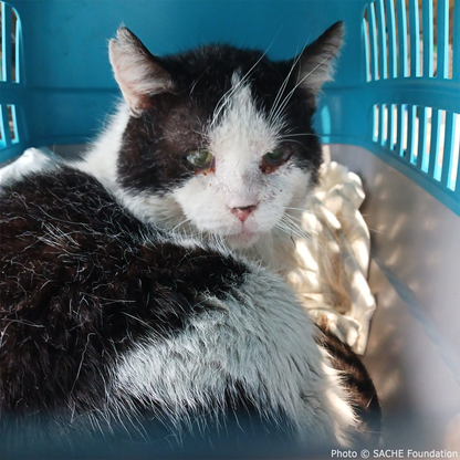 Funded: Save Bono's Leg After Brutal Cat Trap Injury