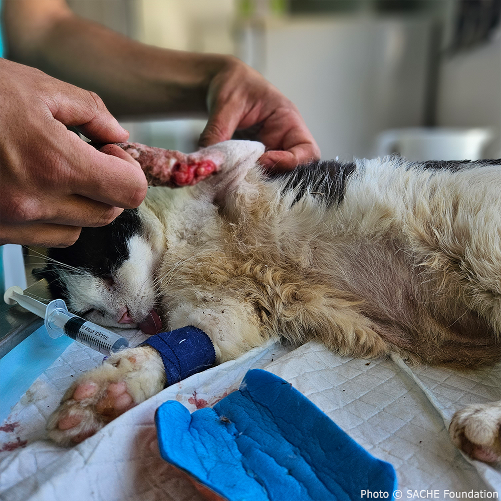 Funded: Save Bono's Leg After Brutal Cat Trap Injury