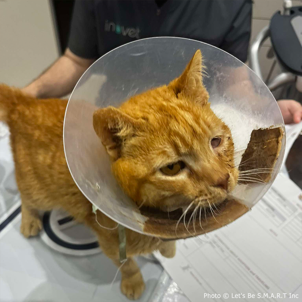 Funded: Bowser Needs Emergency Surgery to Save Inflamed Eye