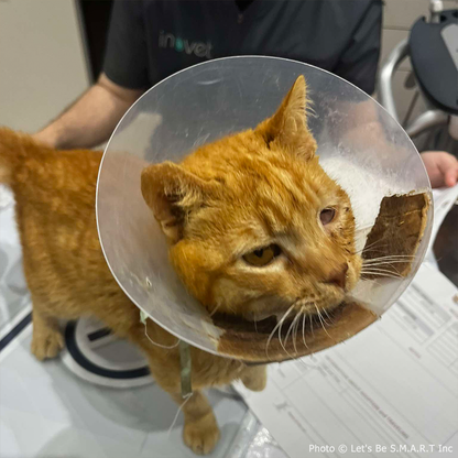 Funded: Bowser Needs Emergency Surgery to Save Inflamed Eye