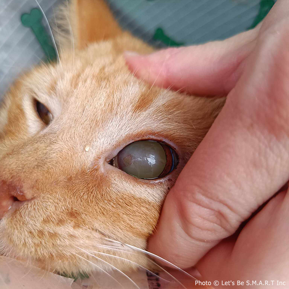 Funded: Bowser Needs Emergency Surgery to Save Inflamed Eye