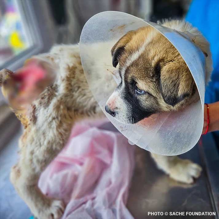 Help Brăduț Heal from a Severe Back Wound