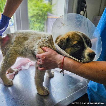 Help Brăduț Heal from a Severe Back Wound