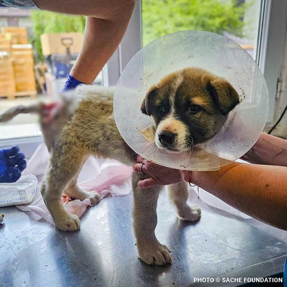 Help Brăduț Heal from a Severe Back Wound