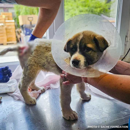 Help Brăduț Heal from a Severe Back Wound