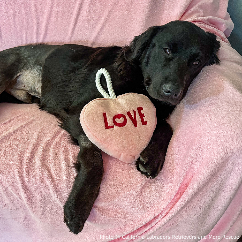 Funded: Braxon Was Found on Side of Road with Shattered Leg, Help Him Heal