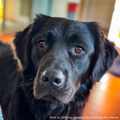 Funded: Braxon Was Found on Side of Road with Shattered Leg, Help Him Heal