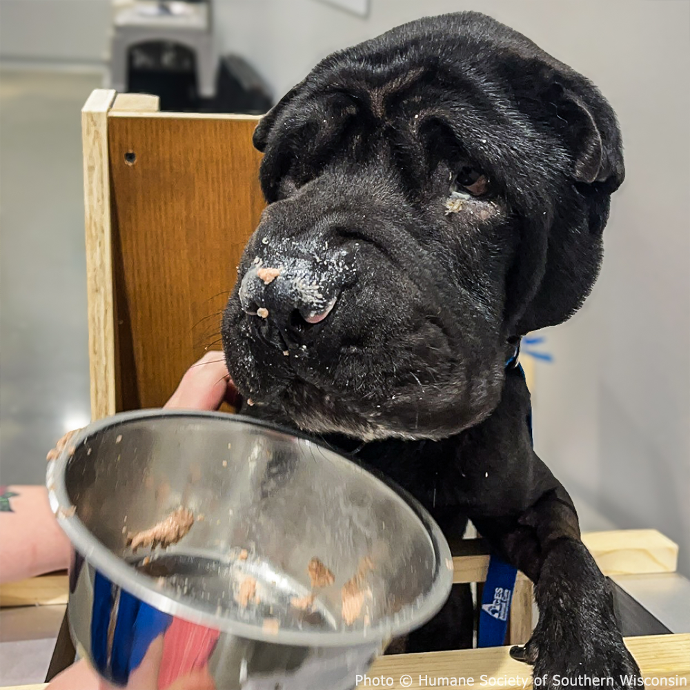 Bruzer Needs Surgery to Fix Severe Hernia