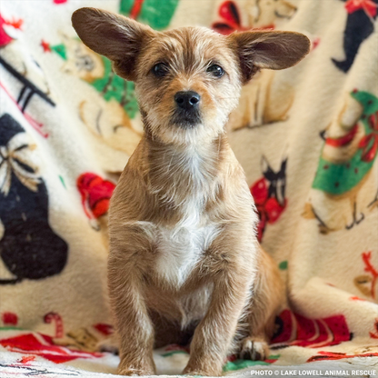 Funded: Parvo-Stricken Litter Needs Support to Recover