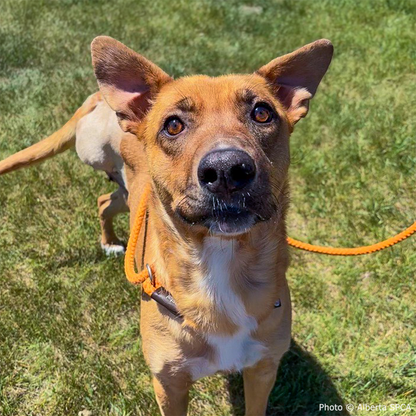 Funded: Emaciated Mama Dog with Broken Leg Needs Your Support to Walk Again