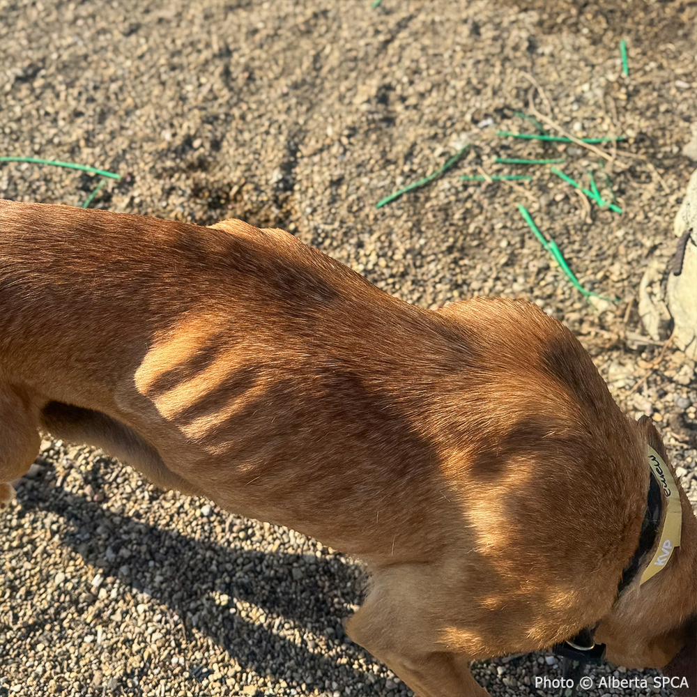 Funded: Emaciated Mama Dog with Broken Leg Needs Your Support to Walk Again