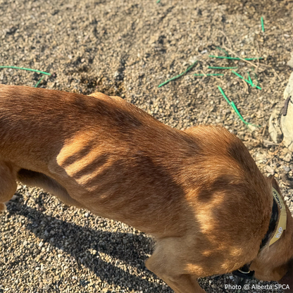 Funded: Emaciated Mama Dog with Broken Leg Needs Your Support to Walk Again