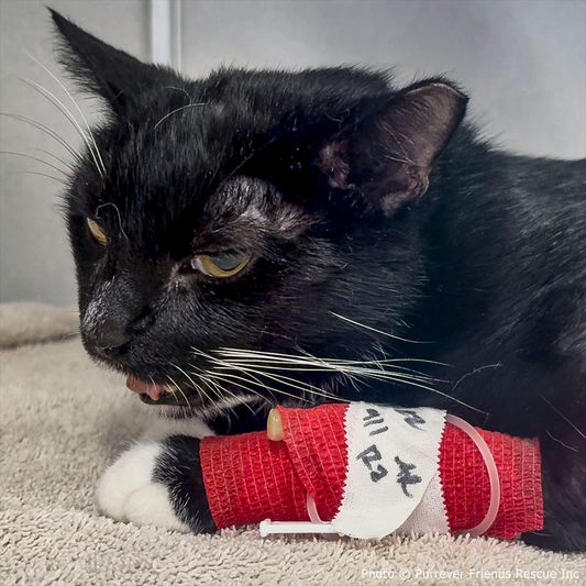 Help Checkers Overcome Severe Asthma