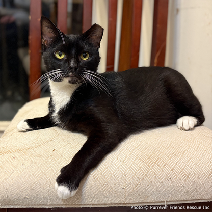 Help Checkers Overcome Severe Asthma