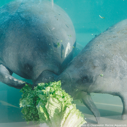 Project Peril: Help Save Endangered Manatees