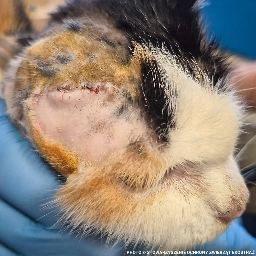 Help Stray Cats Zosia and Czarna Recover from Life-Threatening Medical Emergencies