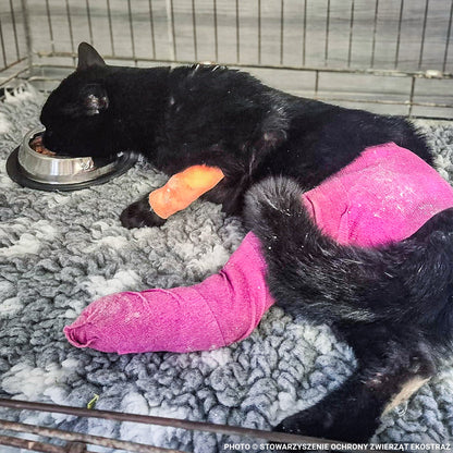Help Stray Cats Zosia and Czarna Recover from Life-Threatening Medical Emergencies