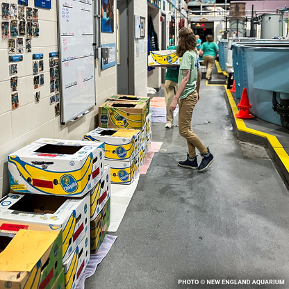 Operation Turtle Takeoff: Help Fly Endangered Sea Turtles to Warm Waters