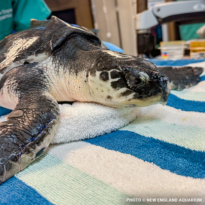Operation Turtle Takeoff: Help Fly Endangered Sea Turtles to Warm Waters