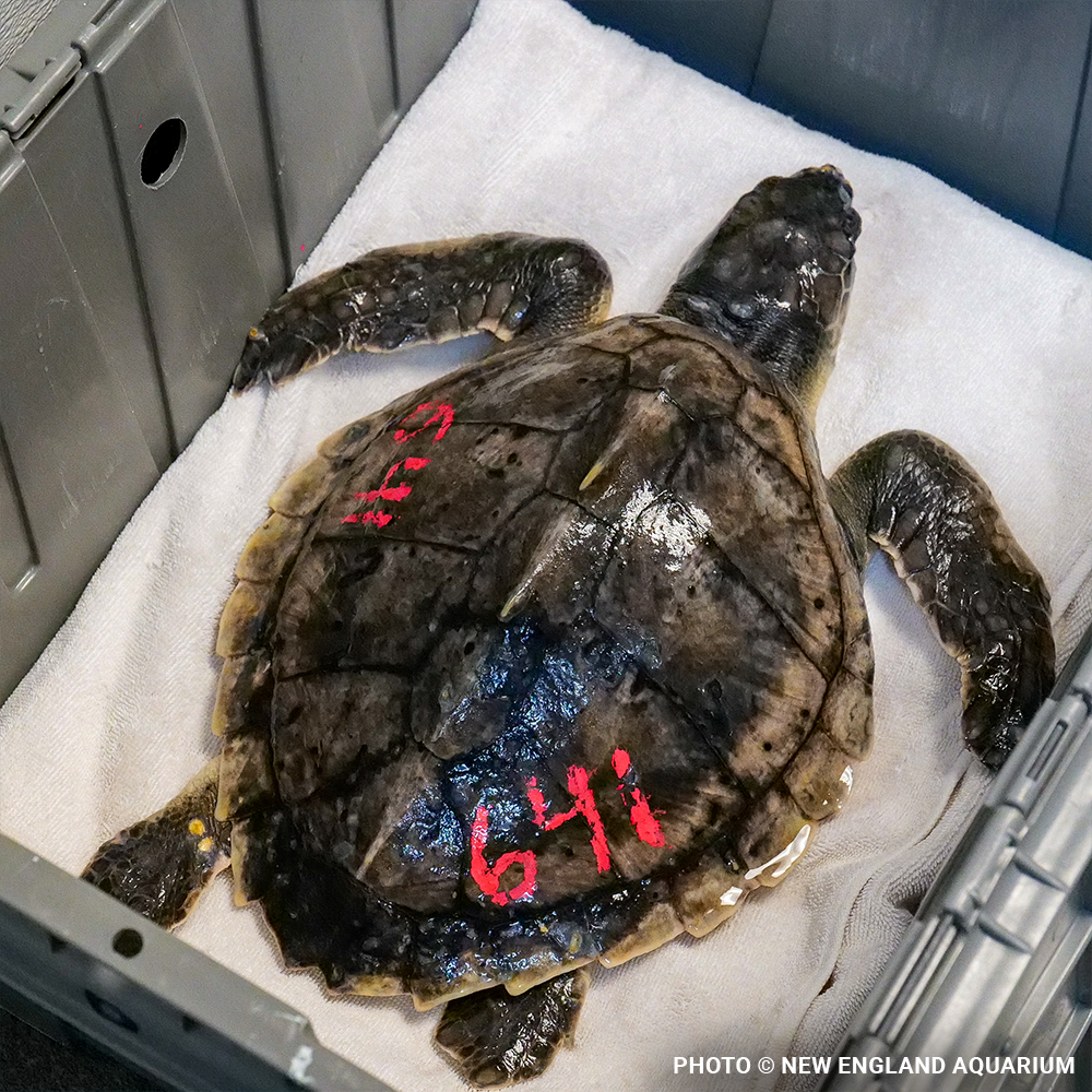 Operation Turtle Takeoff: Help Fly Endangered Sea Turtles to Warm Waters