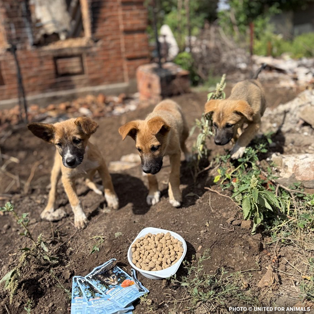 Crisis in Ukraine: Help Evacuate Pets From the Frontlines