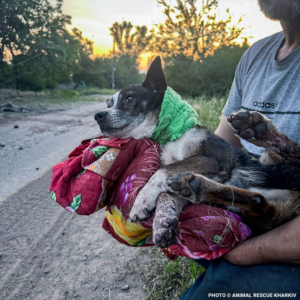 Crisis in Ukraine: Help Evacuate Pets From the Frontlines