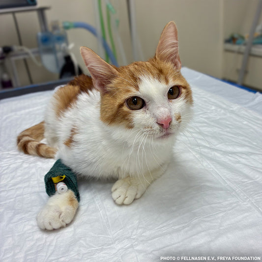 Dobi Unable to Stand Due to Rare Bone Disease