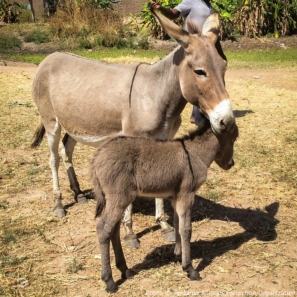 Help Injured Donkeys Receive Urgent Medical Care