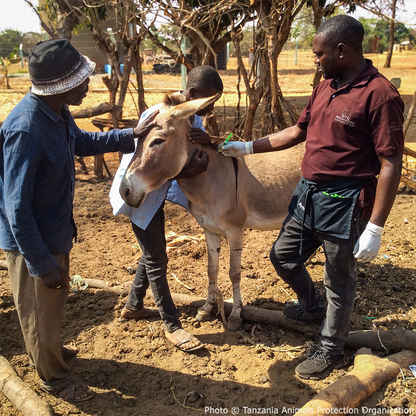 Help Injured Donkeys Receive Urgent Medical Care