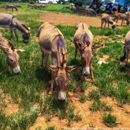 Help Injured Donkeys Receive Urgent Medical Care