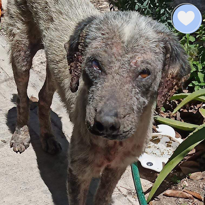 Funded: Help Edgardo Recover from Malnourishment and Mange